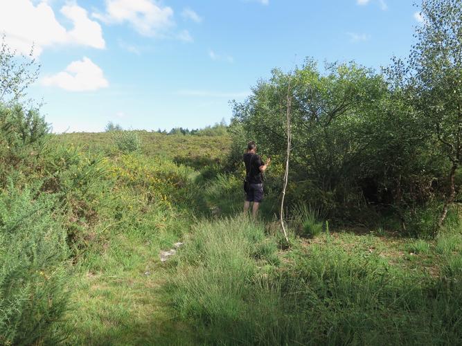 Tree sampling Cripplestyle